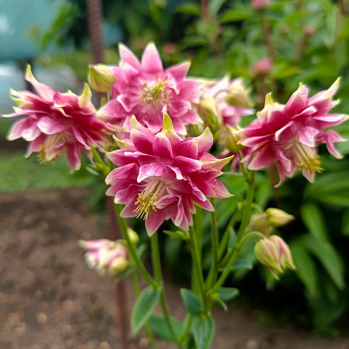 Akleja 'Nora Barlow'