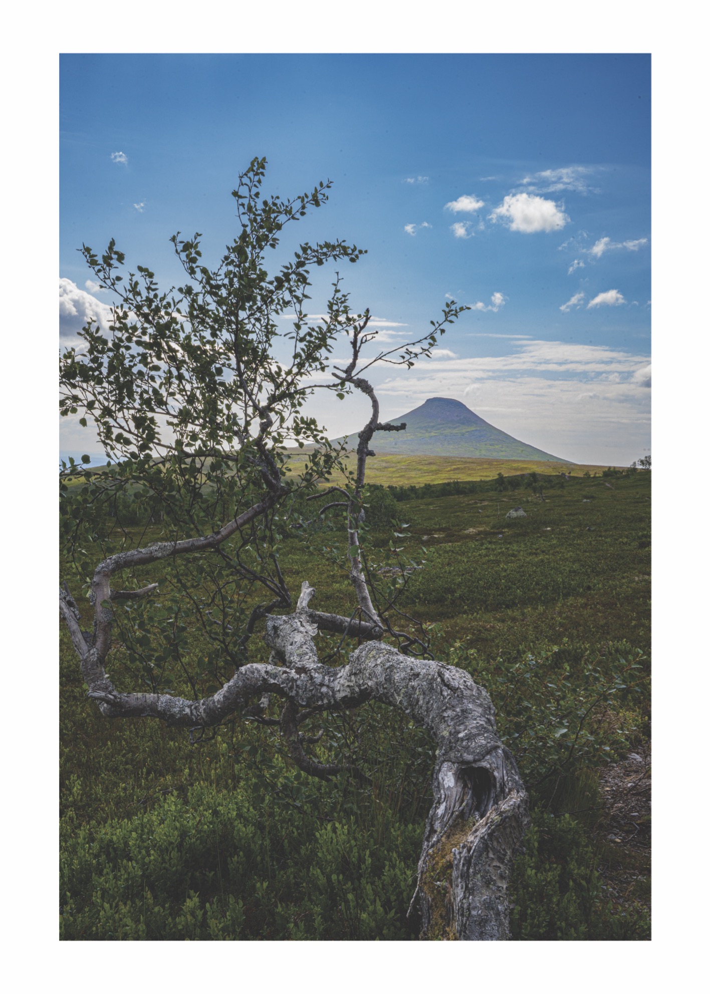 Fjällbjörk - Poster - 2