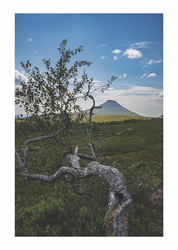 Fjällbjörk - Poster