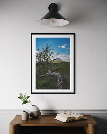 Fjällbjörk - Poster