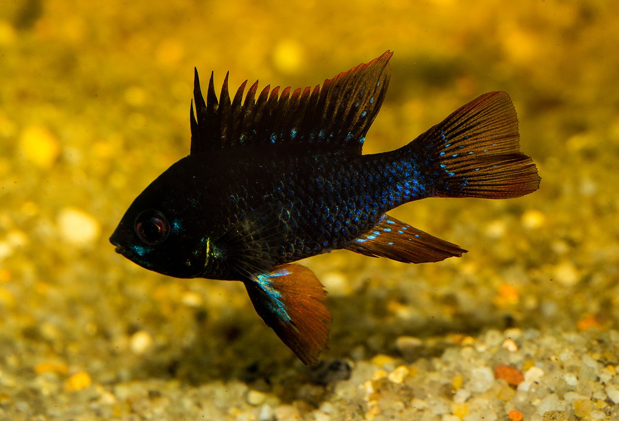 Fjärilsciklid Svart (Mikrogeophagus ramirezi)