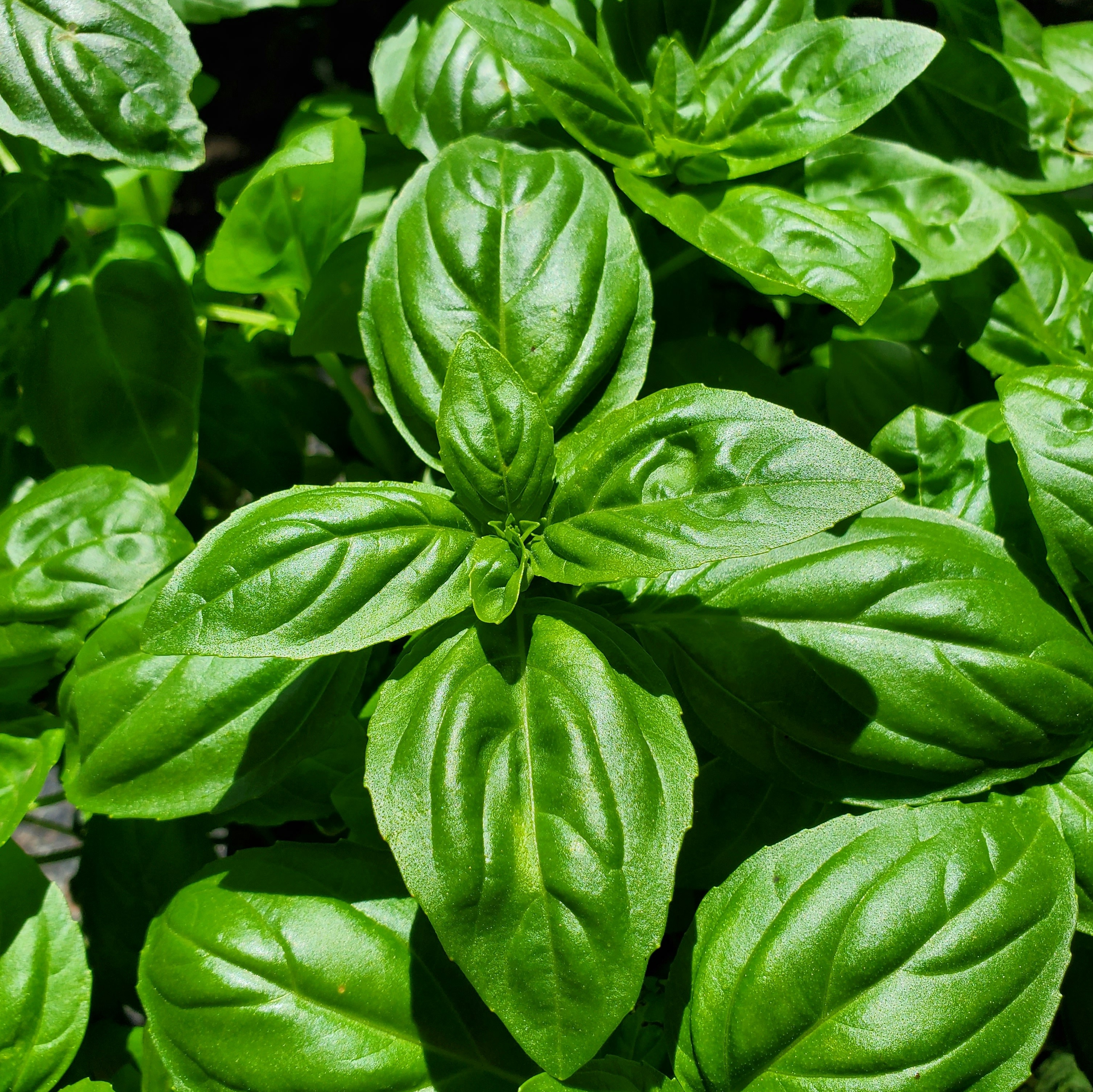 Basilika Genovese 1kg - Orust Sallad & Grönt