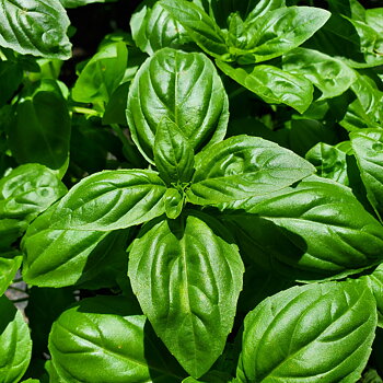 Basilika Genovese 1kg - Orust Sallad & Grönt