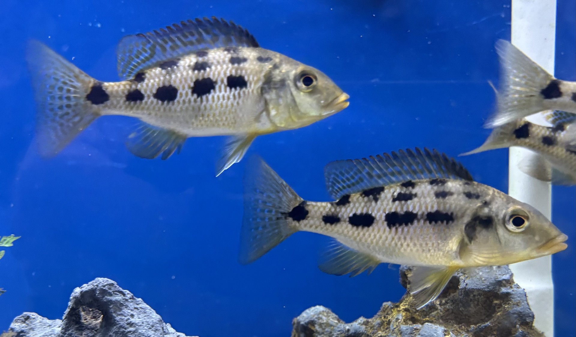 Rostratus (Fossorochromis rostratus)