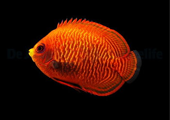 Centropyge aurantia