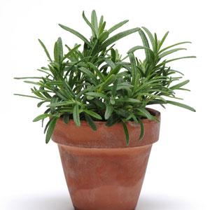 Rosmarin Rosmarinus officinalis – SimplyHerbs Rosmarin, Pellets