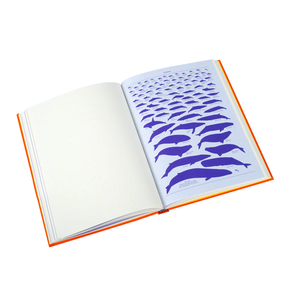 Grids & Guides Notebook, Orange - 10