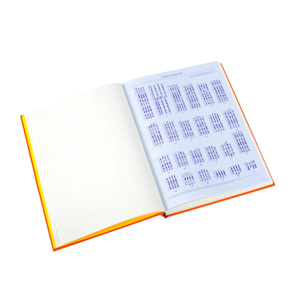 Grids & Guides Notebook, Orange - 9