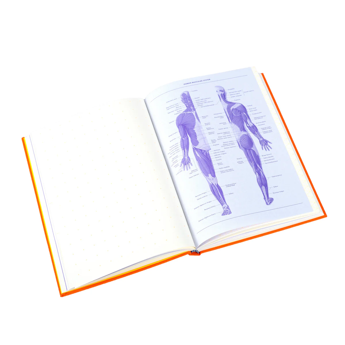 Grids & Guides Notebook, Orange - 8