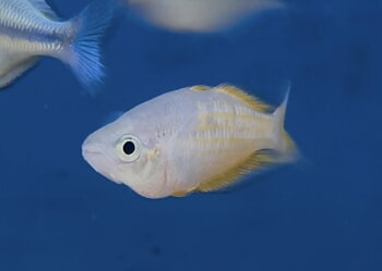 Parkinson´s regnbågsfisk (Melanotaenia parkinsoni)
