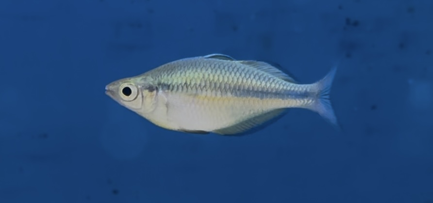 Kutubu-regnbåge (Melanotaenia lacustris)