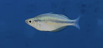 Kutubu-regnbåge (Melanotaenia lacustris)