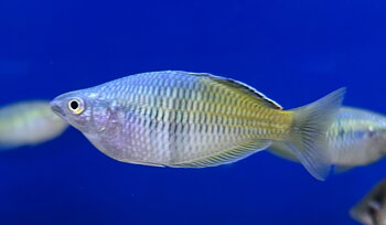 Boeseman´s regnbågsfisk (Melanotaenia boesemani)