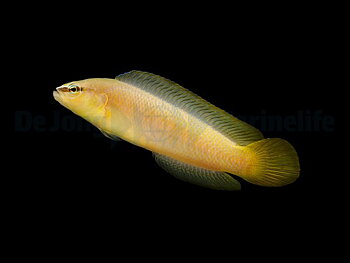 Pseudochromis leucorhynchus  (reef safe)  odlad