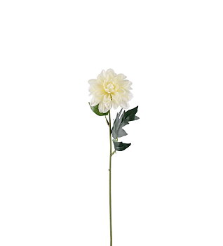 Zinnia creme 45 cm