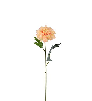 Zinnia aprikos 45 cm