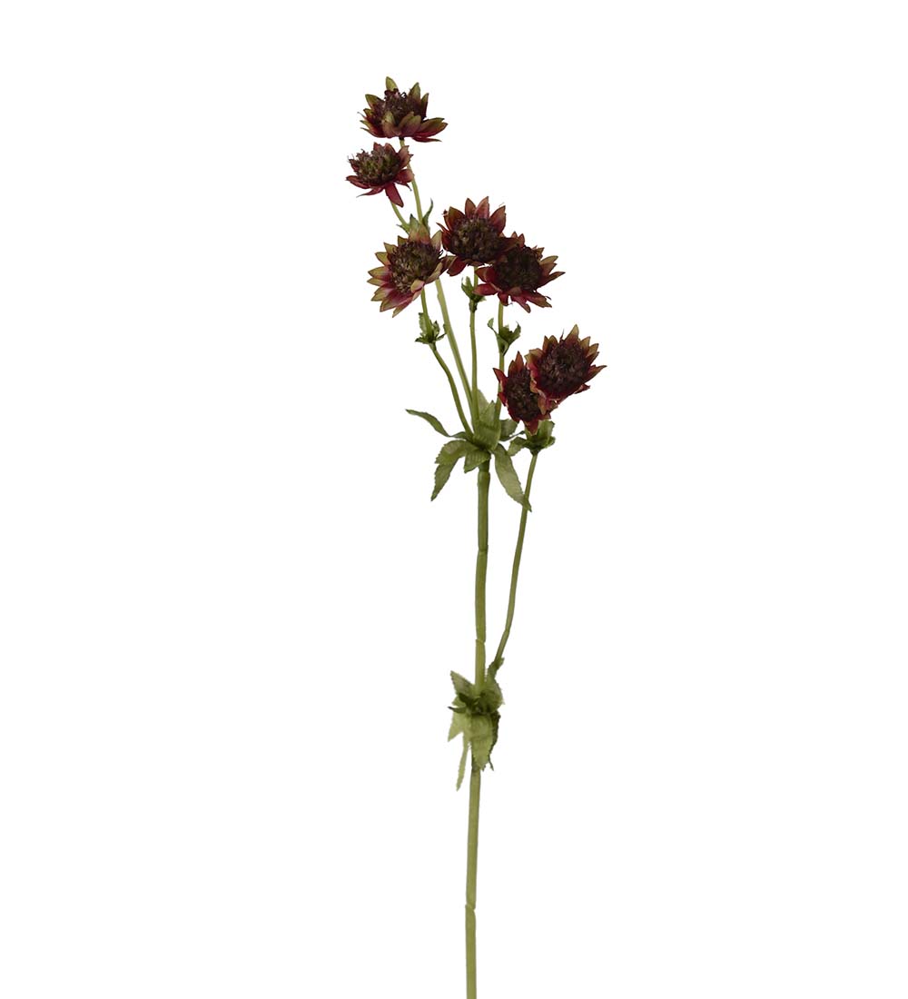 Stjärnflocka burgundy 55 cm