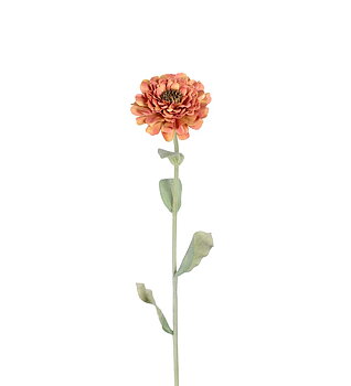 Zinnia orange 58 cm