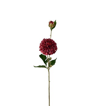 Dahlia burgundy 66 cm