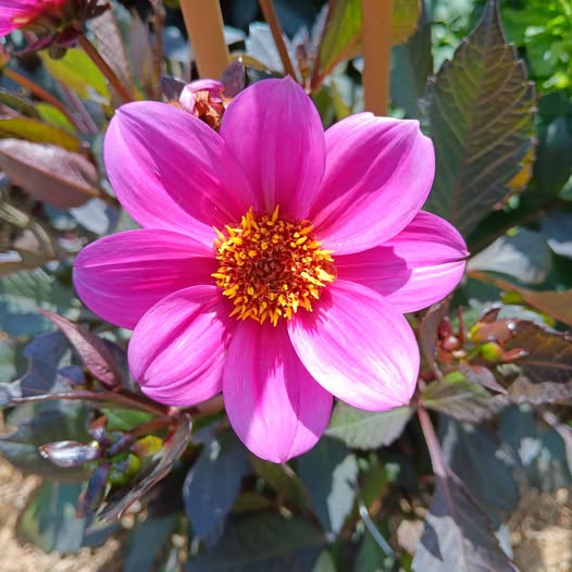 Dahlia knöl HS Juliet Enkelblommande  x - 3
