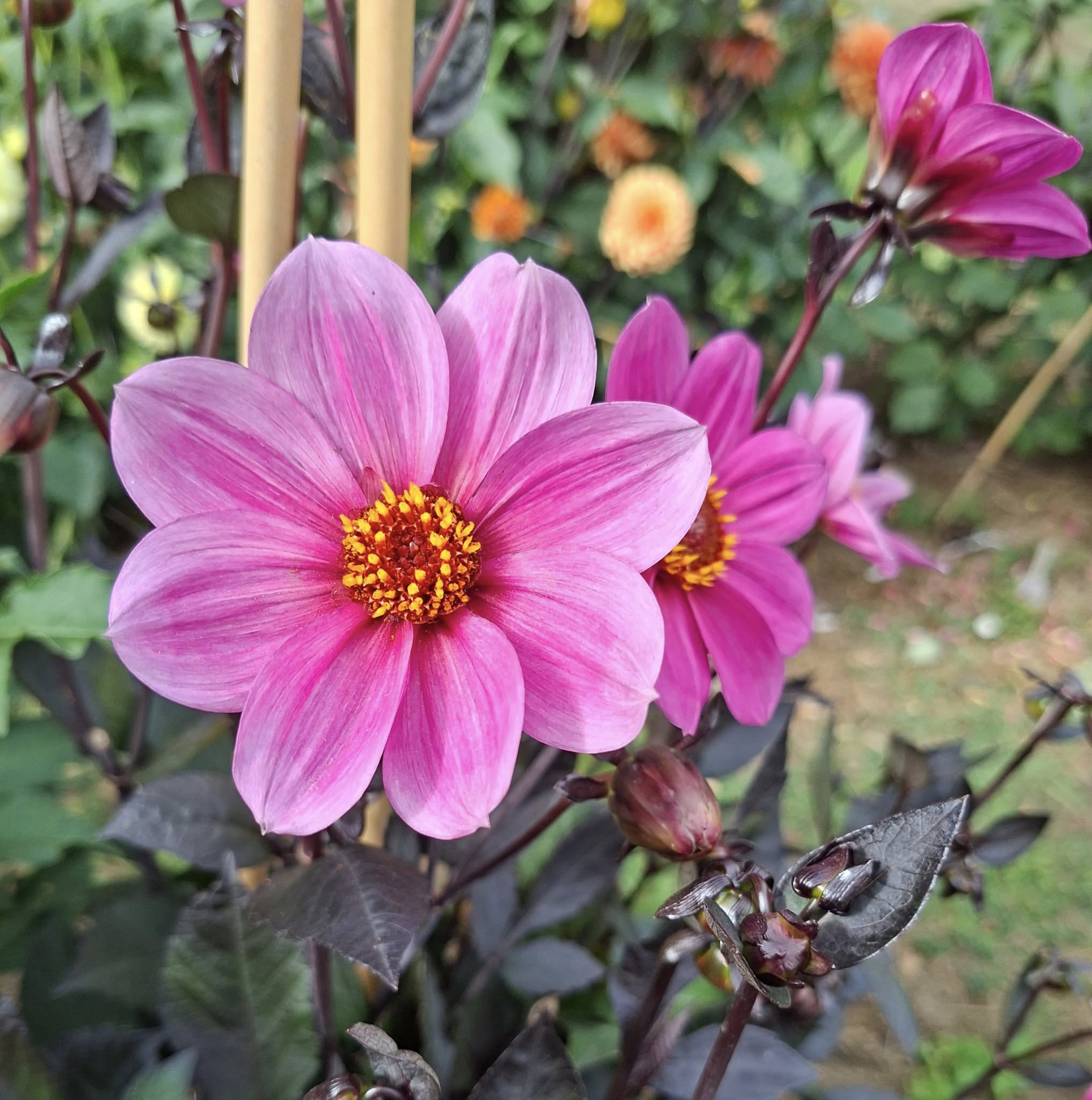 Dahlia knöl HS Juliet Enkelblommande  x - 4