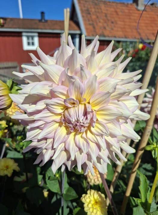 Dahlia knöl Kidds Climax, Nyhet 2026! - 2