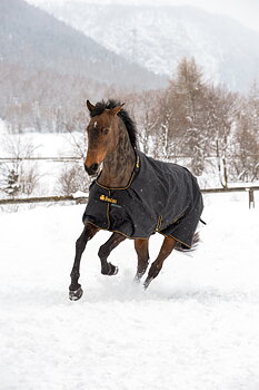 Bucas Irish Turnout Big Neck Horse Rug 50g - Black/Gold
