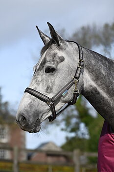 Bucas Dublin Riimu - Smoke Grey