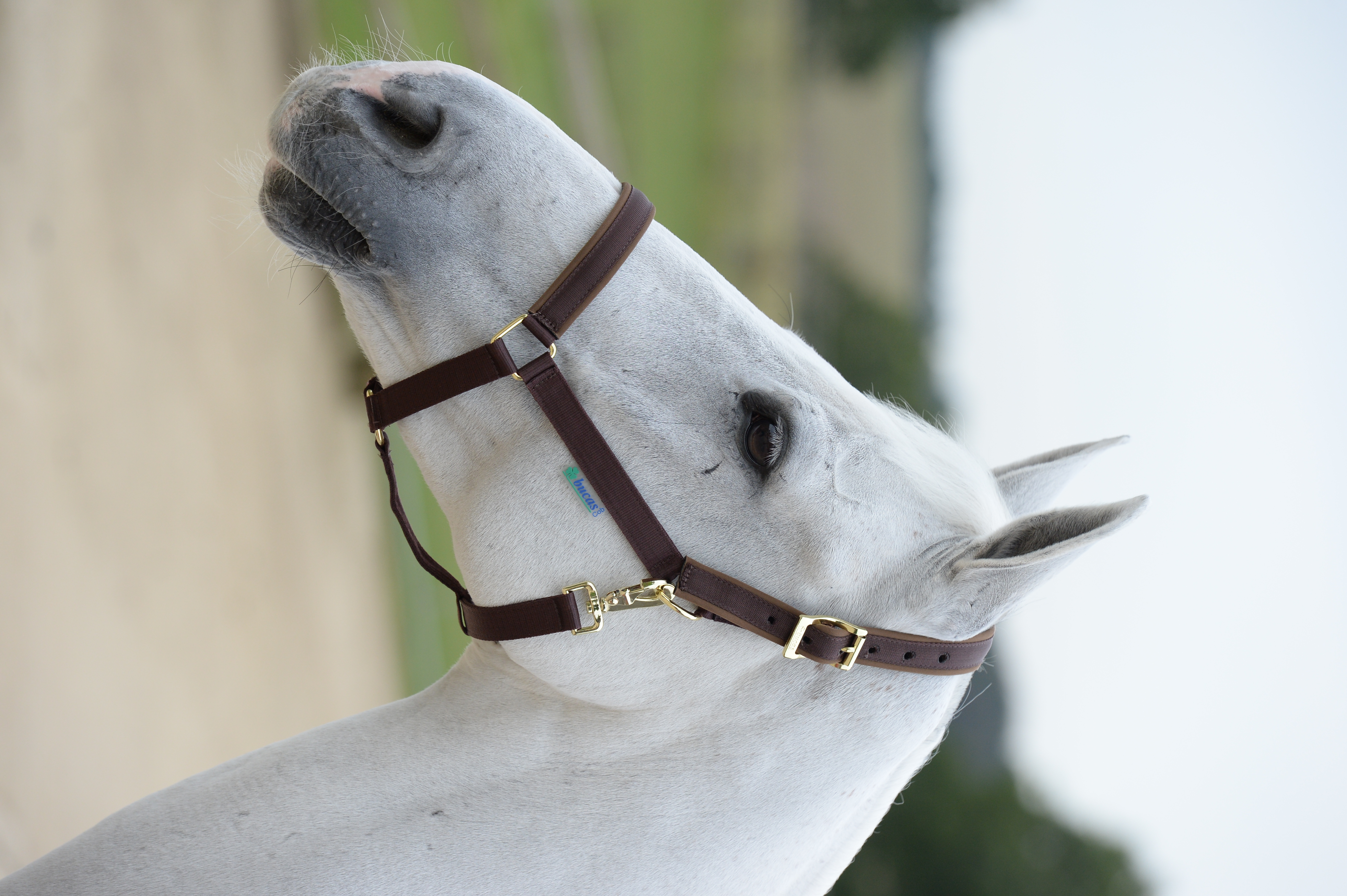 Bucas Dublin Grimma - Brun (Ponny)