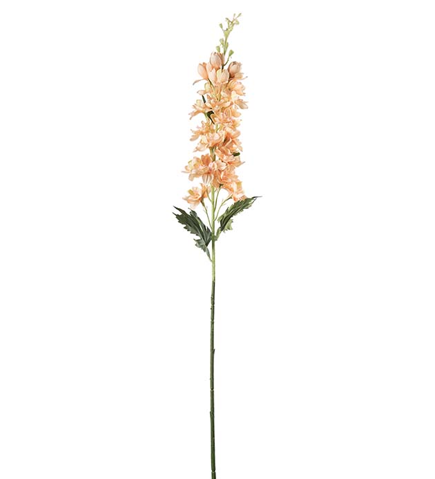 Delphinium / H : 75cm