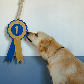 HORSE TOY PRIZE ROSETTE NR1