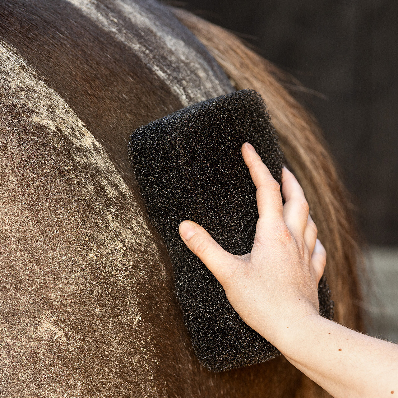 QHP Equi Super Shiner Grooming Sponge - cleans