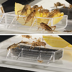 Exo Terra - Plast Terrarie Cricket Pen