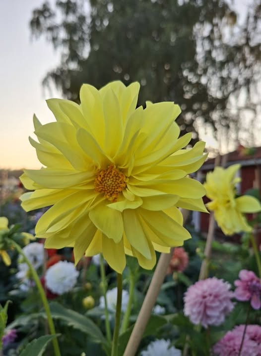 Sfp fröling nr 31