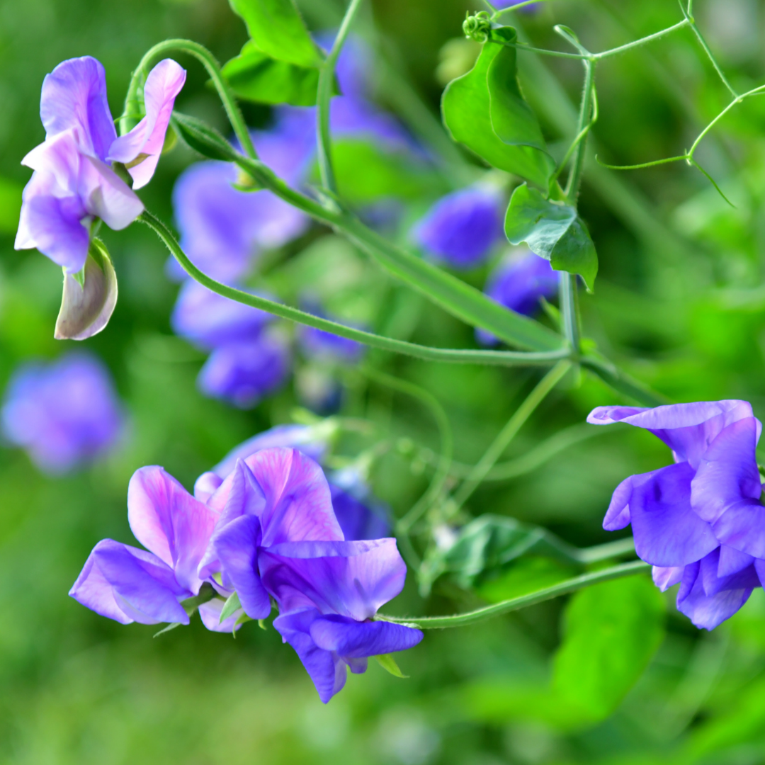 Luktärt - Spencer Alan Williams