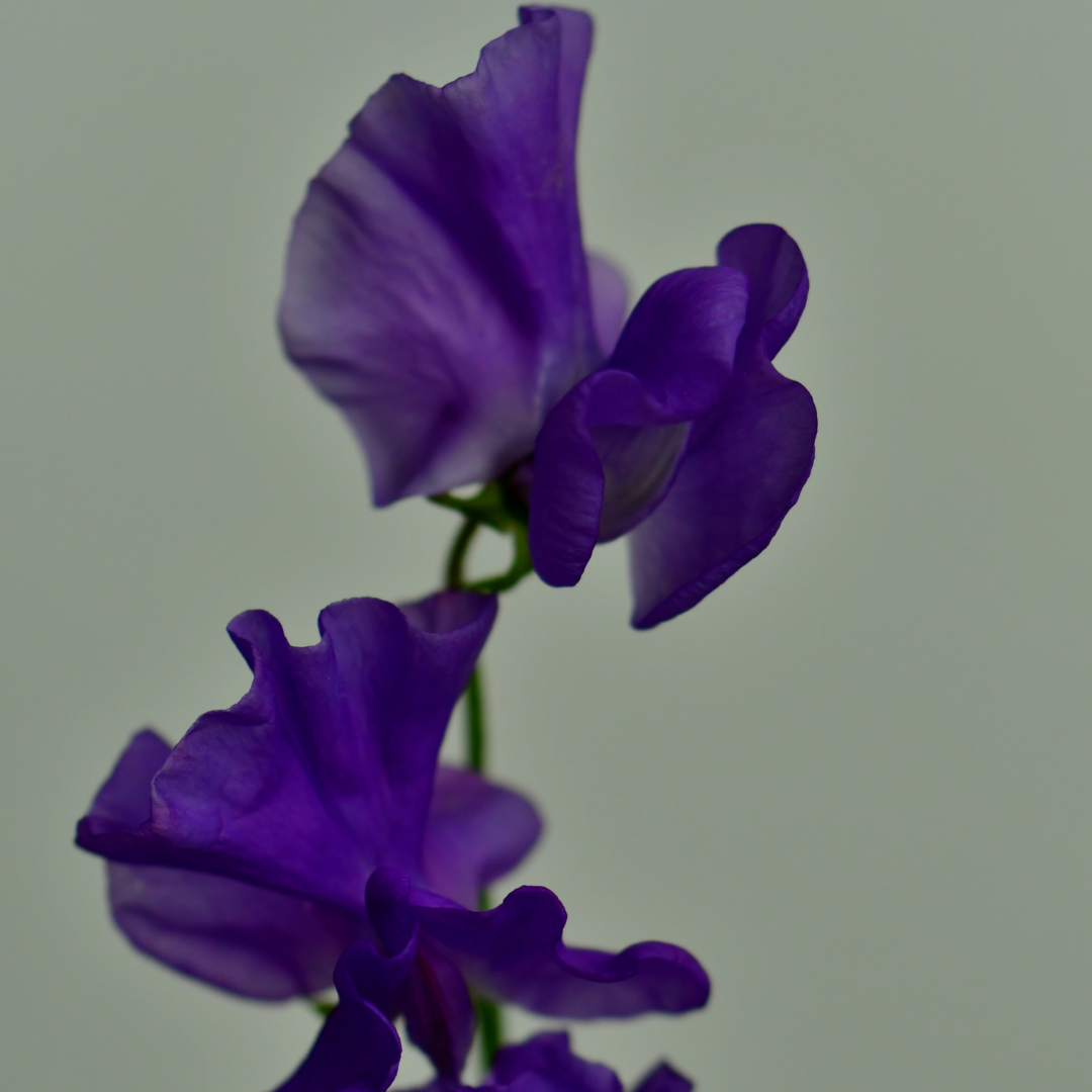 Luktärt - Mammoth Navy Blue