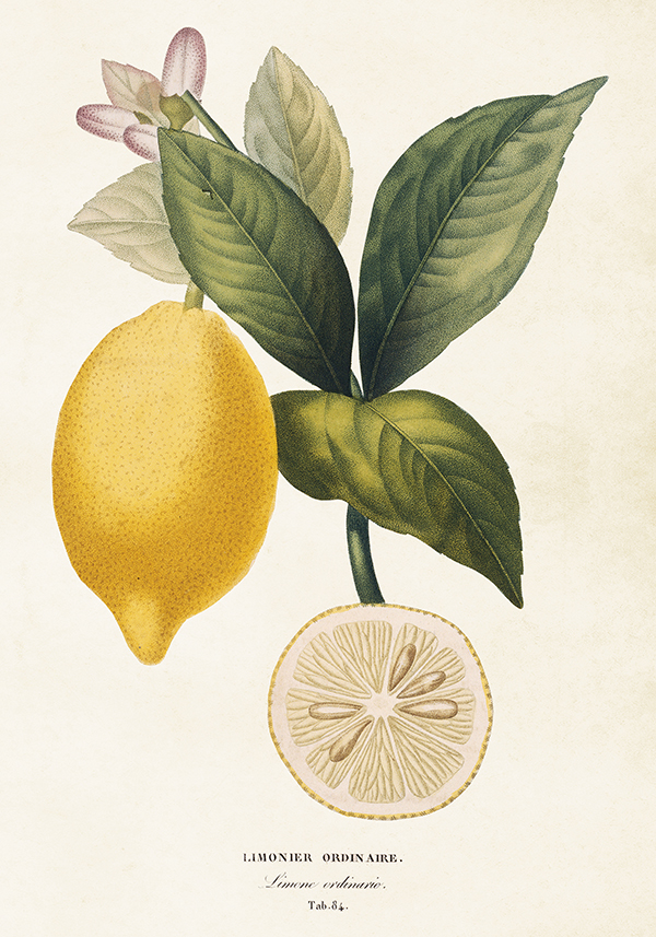 Kökshandduk Citron - 3