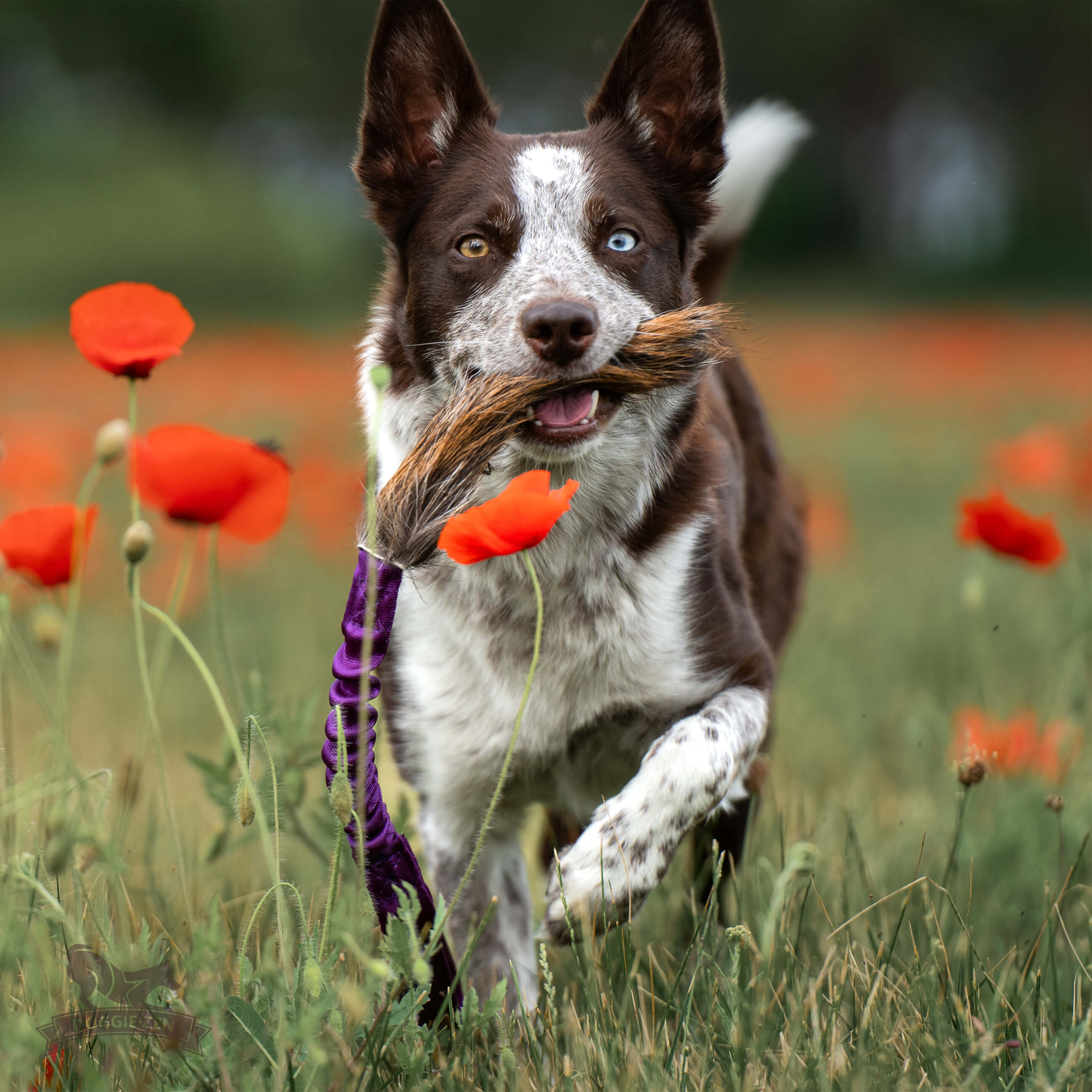 Bungee Deer Tug M