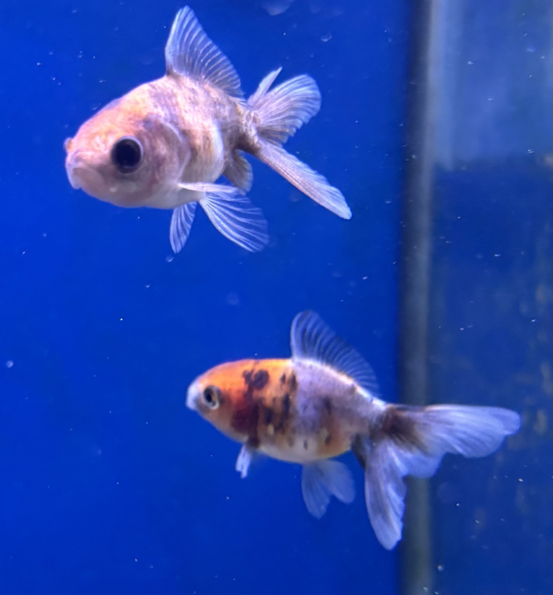 Slöjstjärt Calico 4-5cm (Carassius auratus)