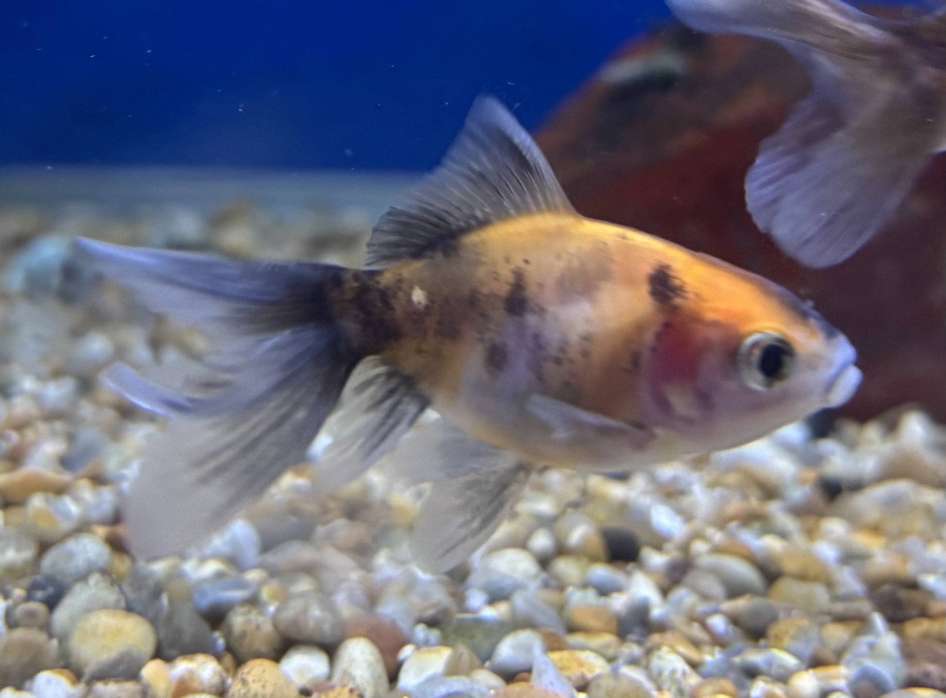 Slöjstjärt Calico 4-5cm (Carassius auratus) - 2