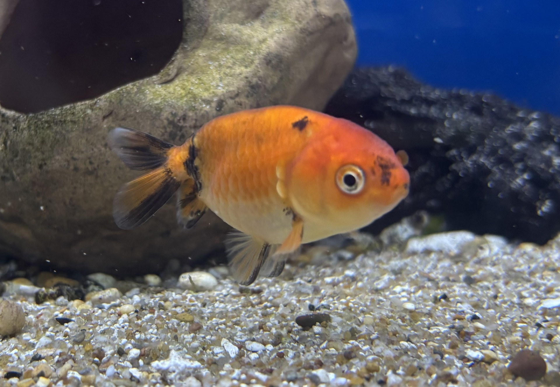 Slöjstjärt Ranchu Mix 5-7cm (Carassius auratus)