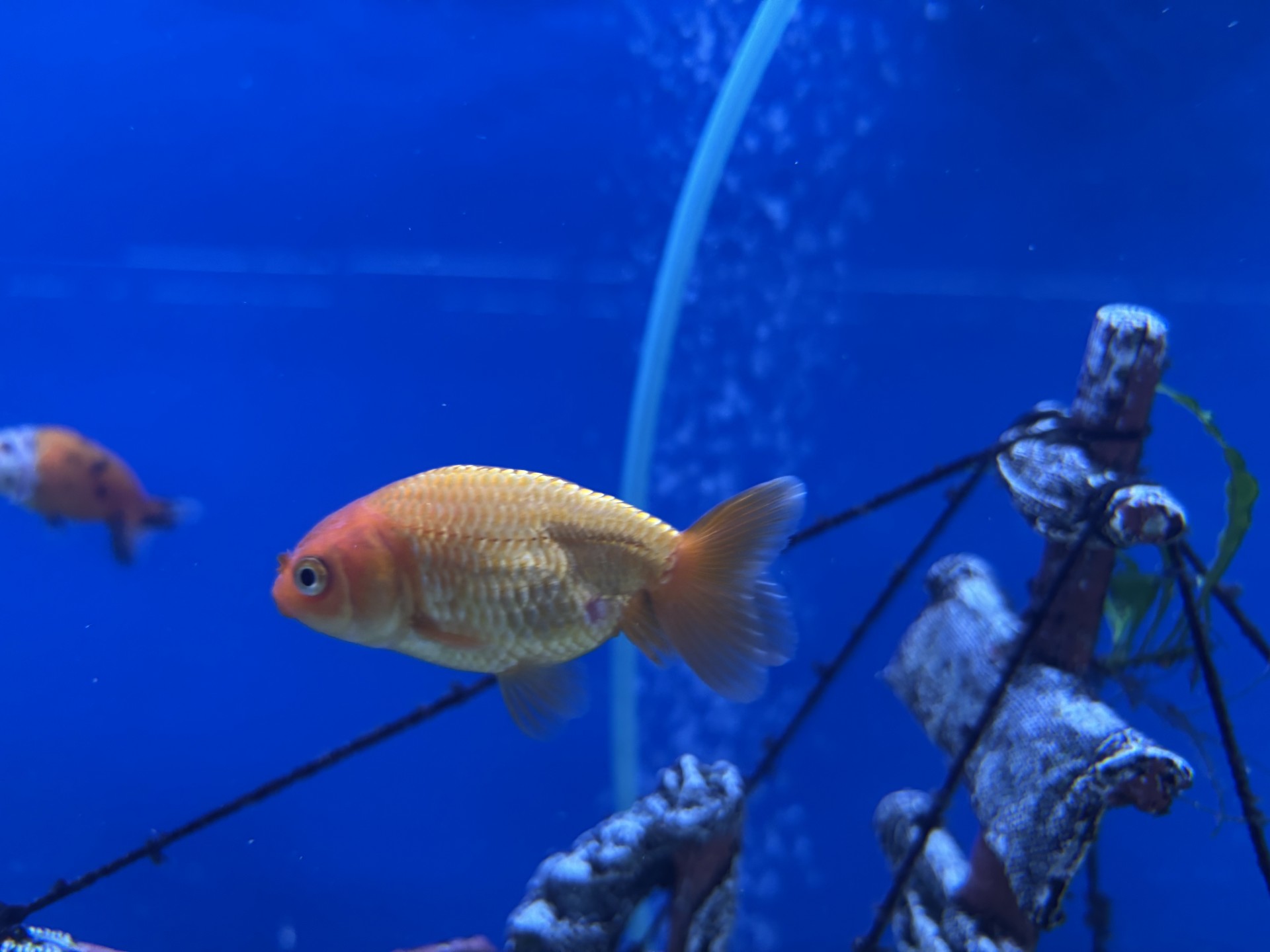 Slöjstjärt Ranchu Mix 5-7cm (Carassius auratus) - 4