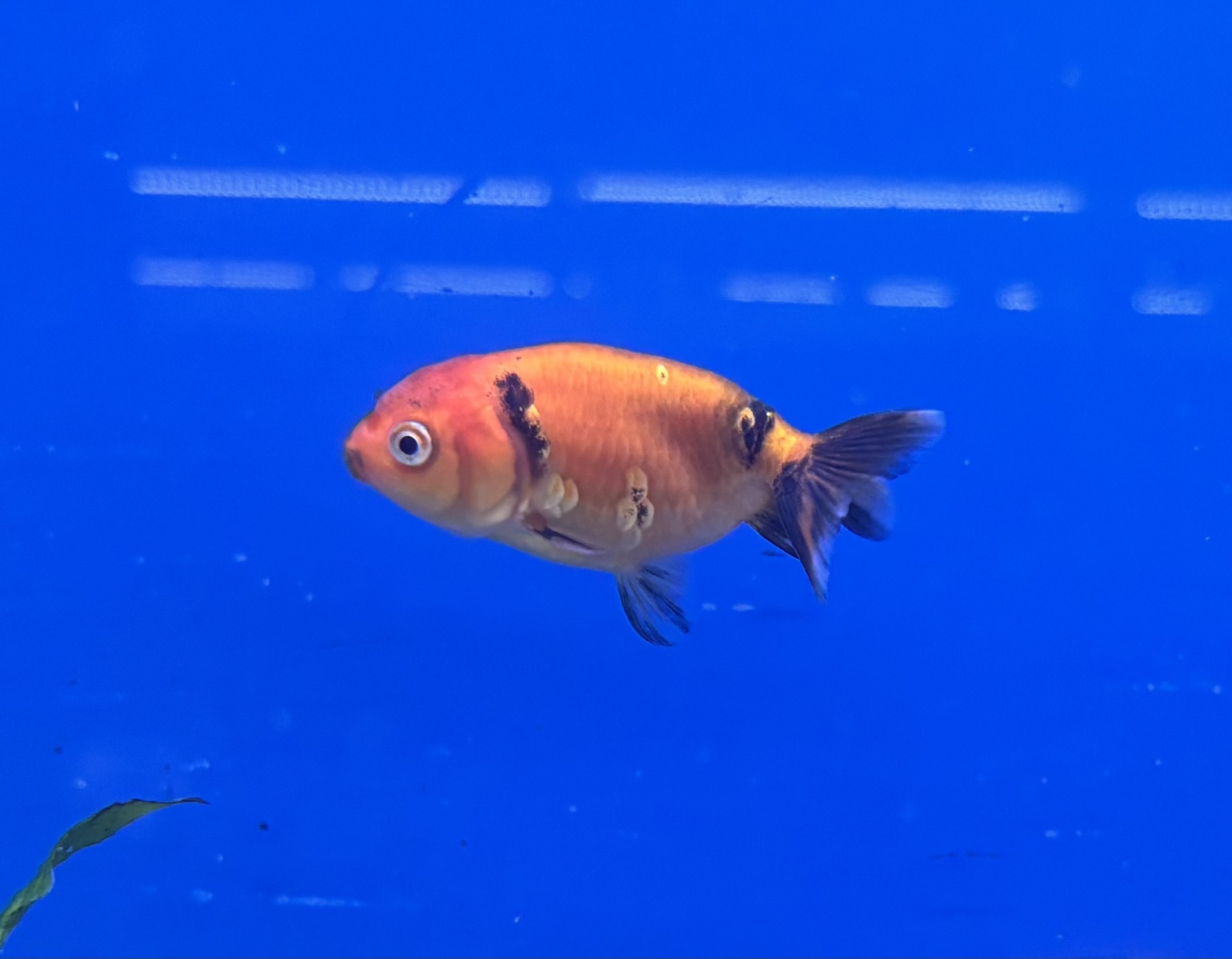 Slöjstjärt Ranchu Mix 5-7cm (Carassius auratus) - 2