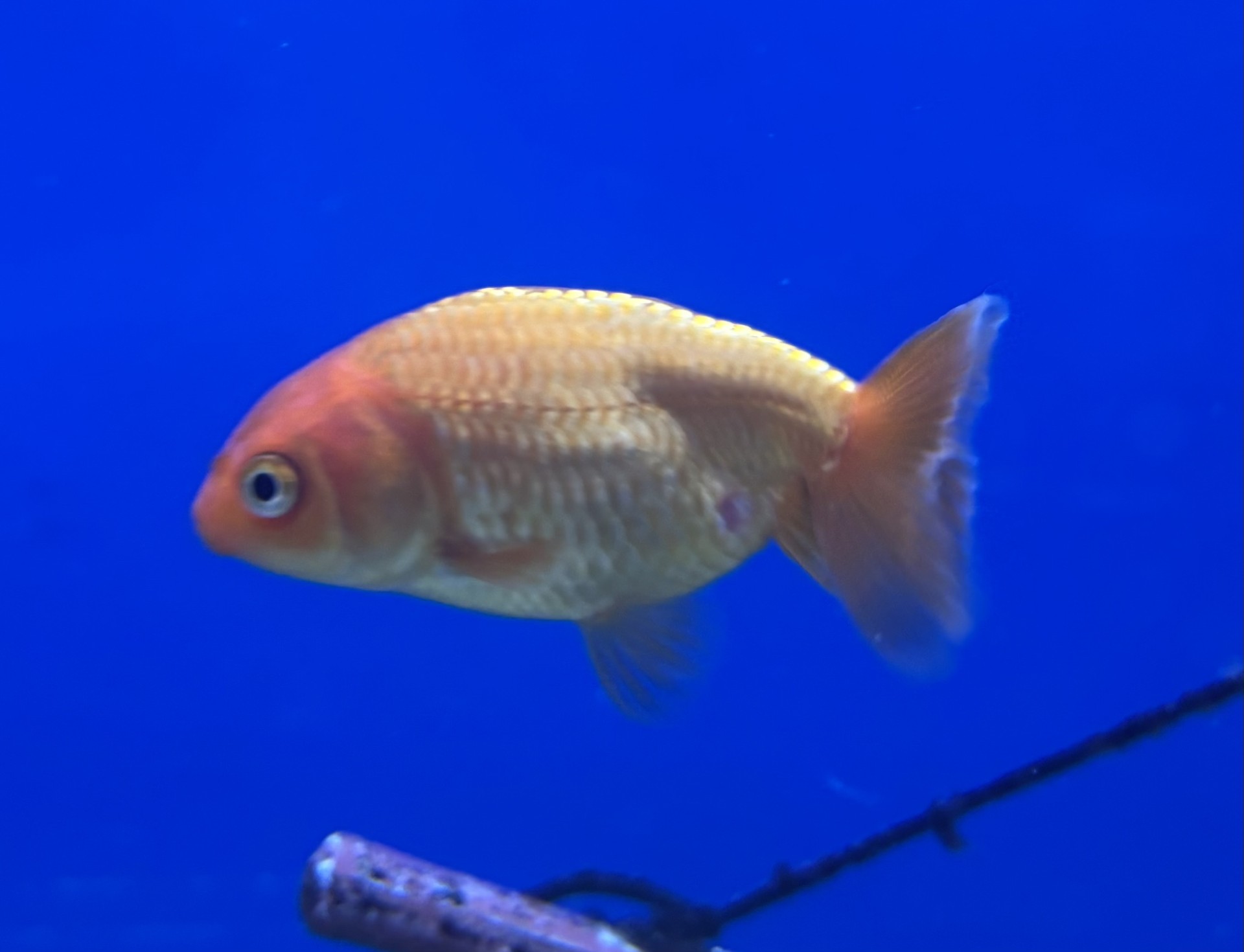 Slöjstjärt Ranchu Mix 5-7cm (Carassius auratus) - 3