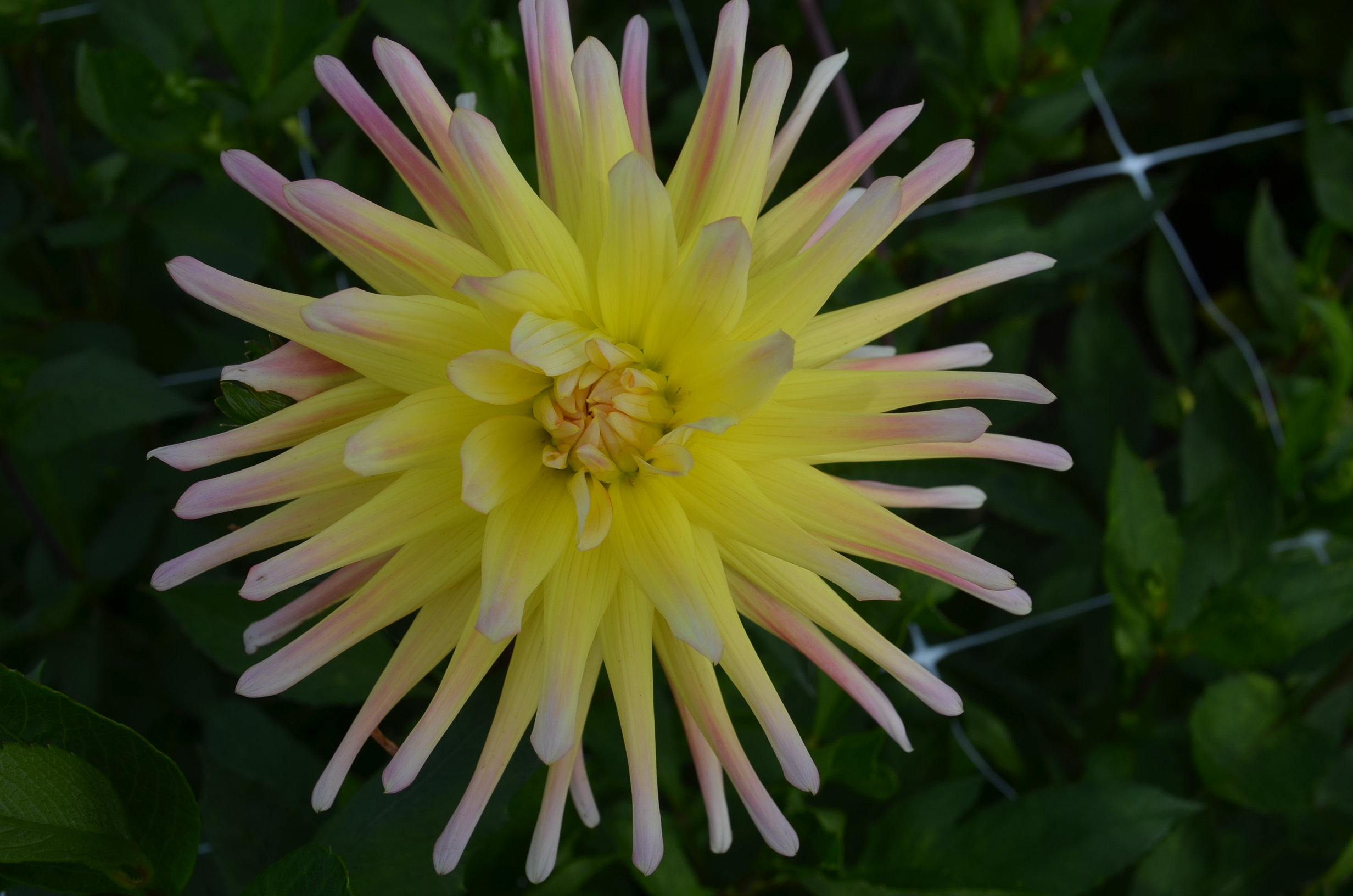 Dahlia knöl Cabana Banana, Nyhet 2026!