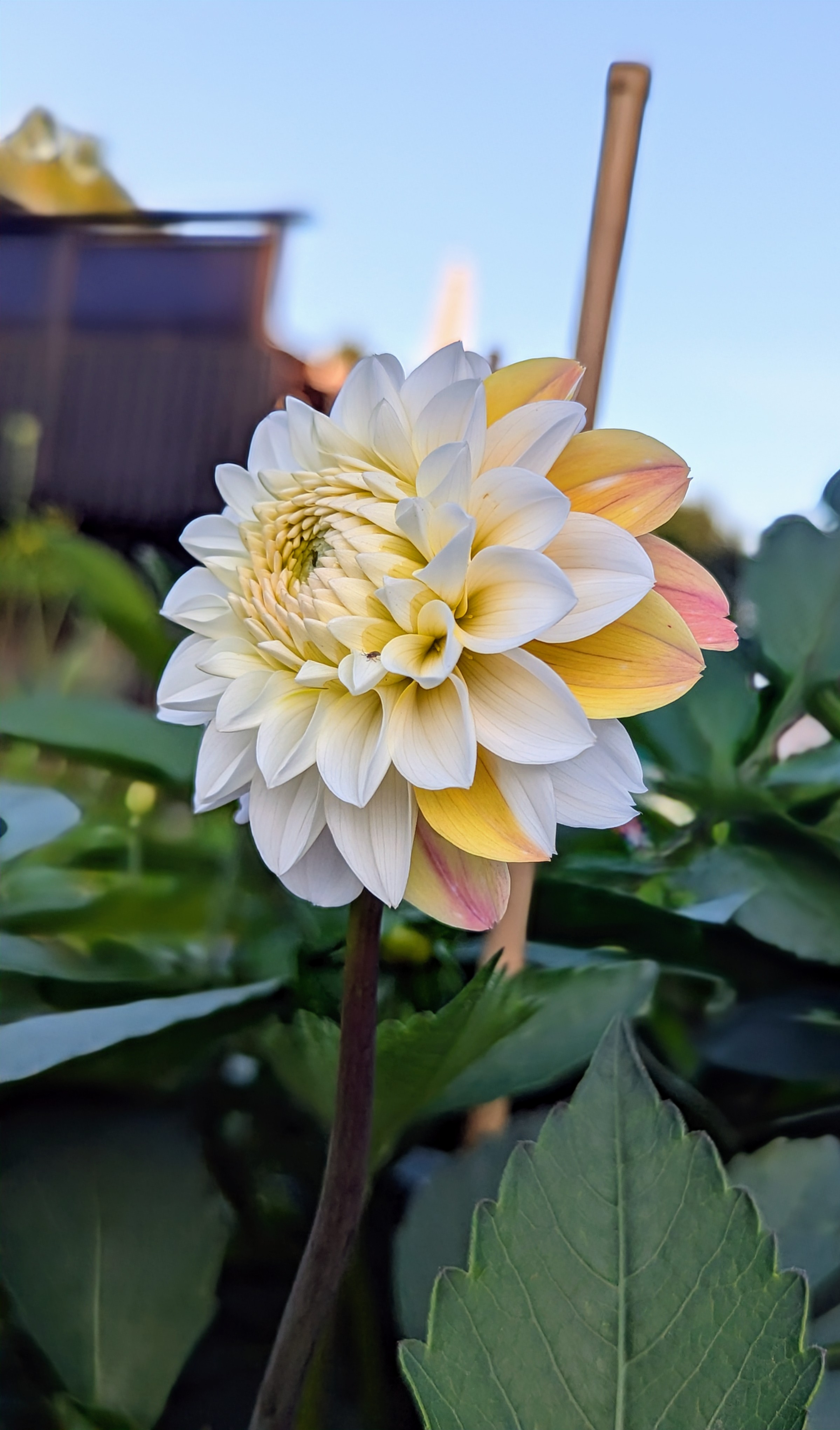 Dahlia knöl Double Jill
