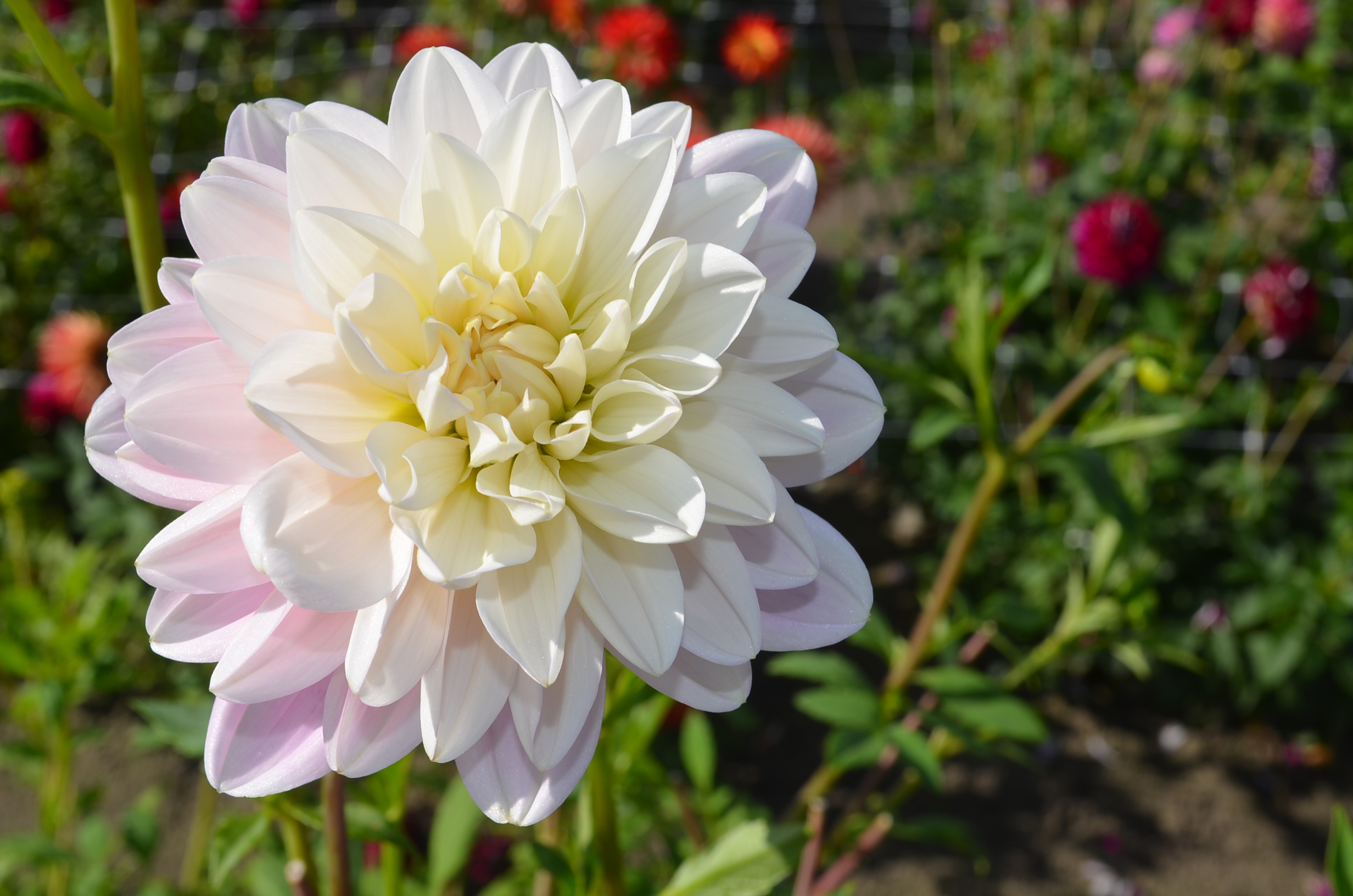 Dahlia knöl Brackenridge Ballerina, Nyhet 2026 - 2