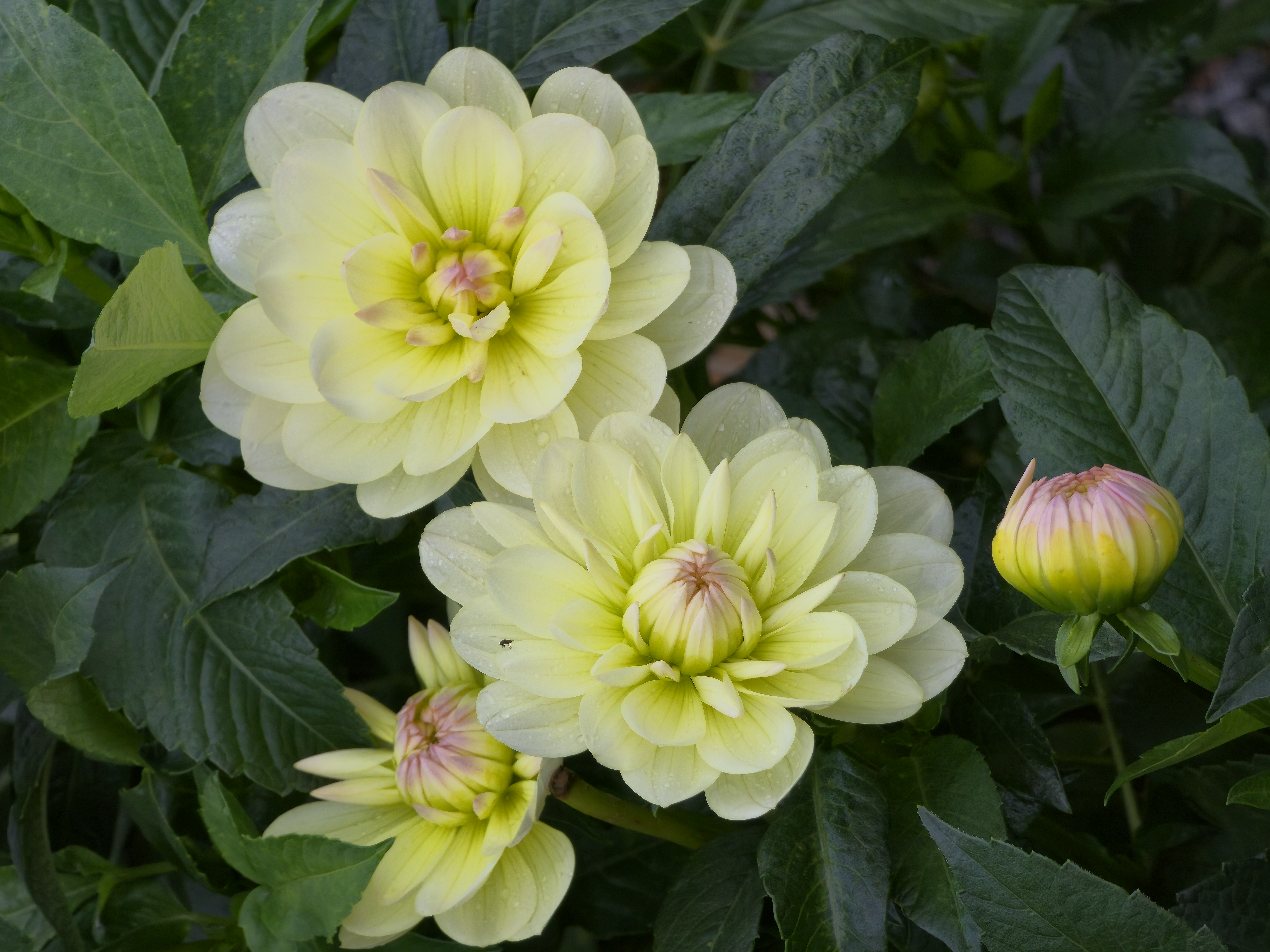 Dahlia knöl Sandia Serenity Nyhet 2026!
