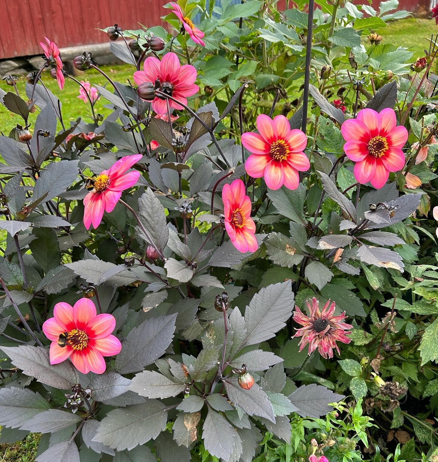 Dahlia knöl Dahlegria Tricolore,Nyhet 2026!