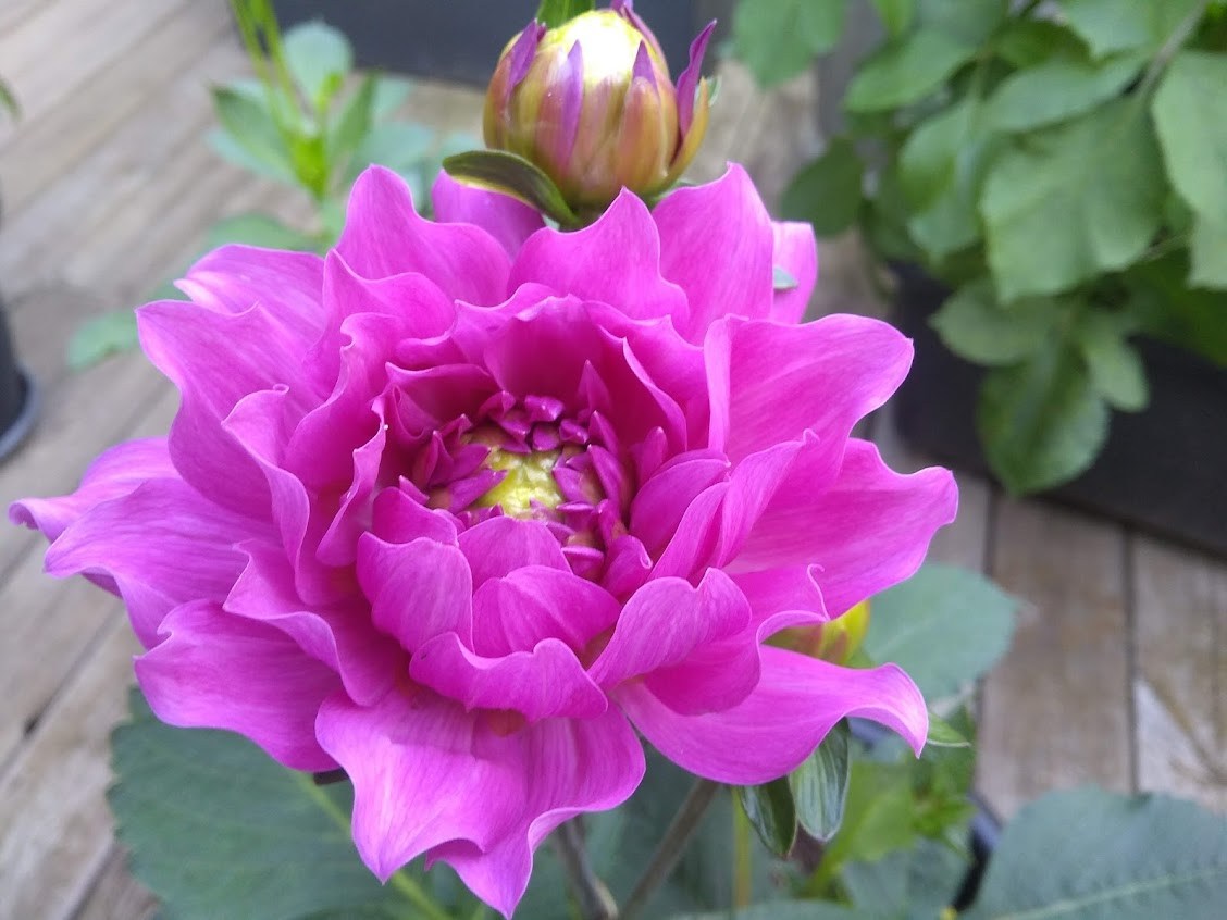 Dahlia knöl Karma Lagoon,nyhet 2026!